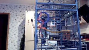 Китайские кольчатые попугаи - певцы рока2