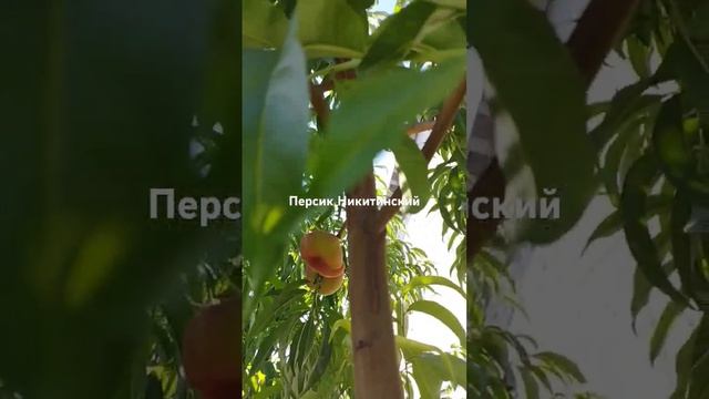 1 августа 2024 г.