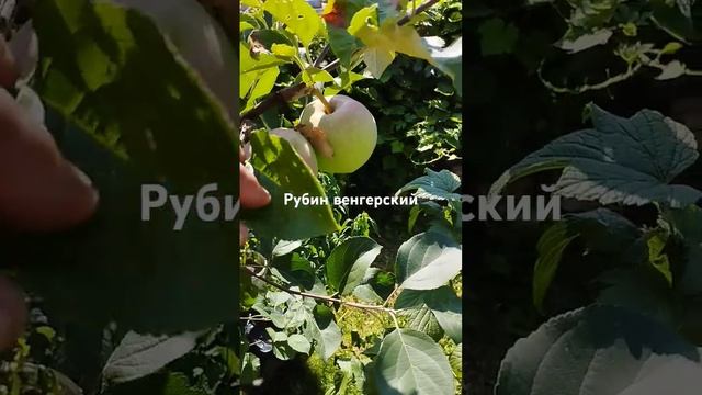 13 июля 2024 г.