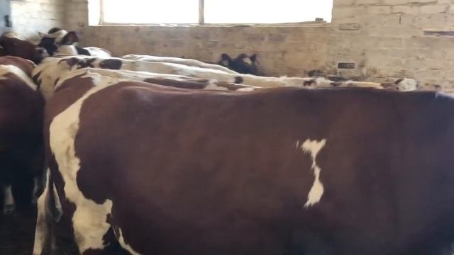 Племенные нетели Айрширской породы