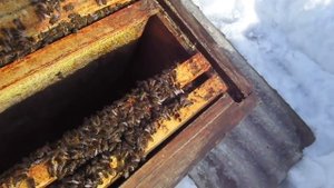 Перезимовали! (17.03.2021г.)