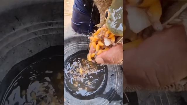 Самцы араваны легендарно заботливые.
