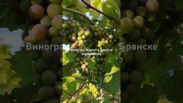 22 июля 2024 г.