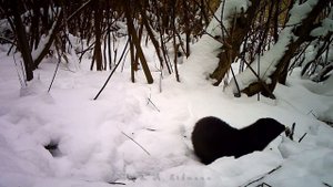 Норка у норы