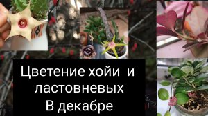 цветение хой и ластовневых в декабре