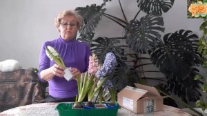 Гиацинт отцвел ,что дальше делать с луковицей