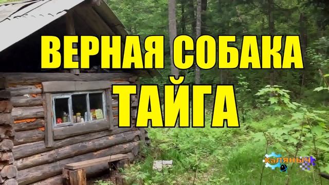 0974 - СОБАКА СПАСЛА ЧЕЛОВЕКА _ ОХОТНИК В ТАЙГЕ смотреть онлайн