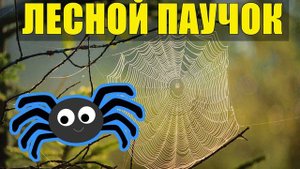 0751 - ТАЕЖНЫЙ ПАУЧОК НА КОРАБЛЕ