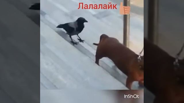Ворона издевается над собакой смотреть онлайн
