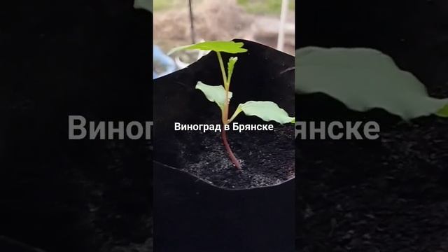 11 апреля 2024 г.