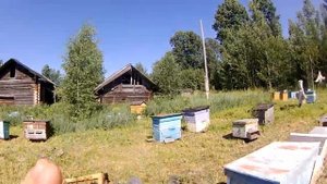Что делать как спасти пасеку от Медведя