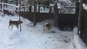 Работа лайки по вольерному кабану