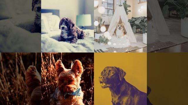 Видения (Милые Собаки) смотреть онлайн