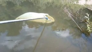 Как наловить дафнию самому летом