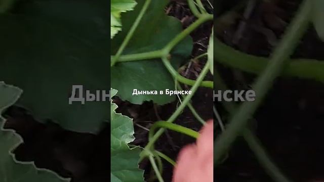 17 июля 2024 г.