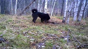 Привада на лису