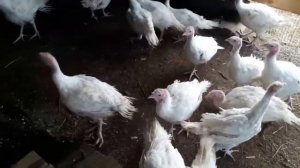 Первый выгул индюков в вольере!