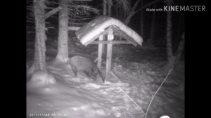 Прикормочная кормушка. Ноябрь 2017г