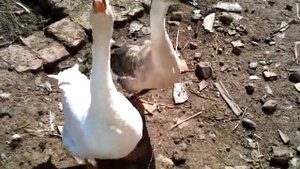 Злые гуси шипят