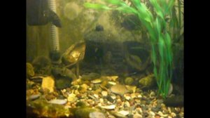 Крашеный грунт для аквариума