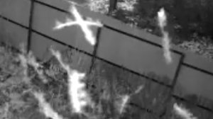 небесные рыбки скайфиши 17.11.2024