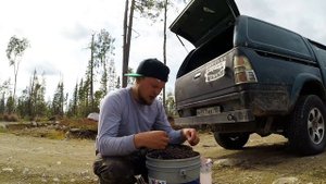 КАК ЗАРАБОТАТЬ  на ЯГОДАХ . Чёрное золото. HOW TO MAKE MONEY. Black gold.