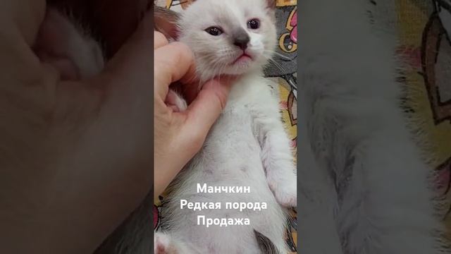 #манчкин #продажакотят #породистыекотята