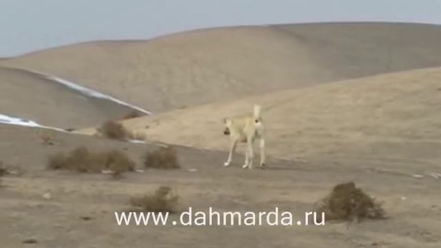 Саги дахмарда и гиссарские овцы, экспедиция Арунаса Деруса 2005 год часть5 смотреть онлайн