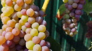 Виноград кишмиш канадис неукрывной в Брянске .
