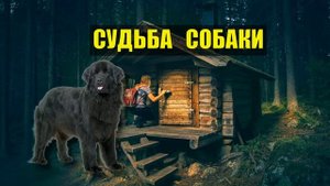 СОБАКА УБИТОГО ЛЕСНИКА ВОЖАК СТАИ СУДЬБА ВОЛК СЛУЧАЙ в ЛЕСУ ИСТОРИИ из ЖИЗНИ ЖИВОТНЫЕ СОБАКИ СЕ