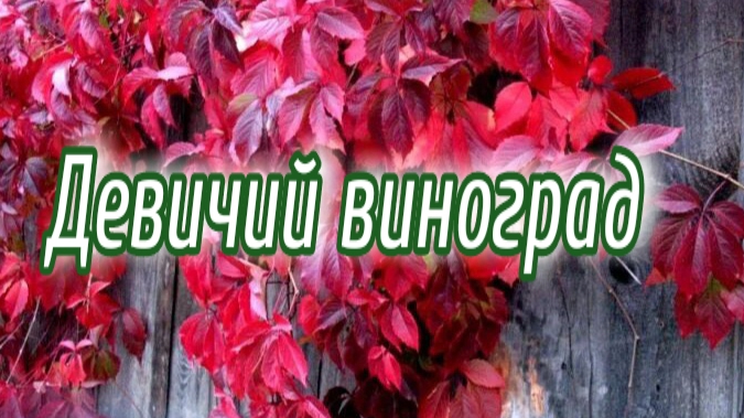 Живая изгородь из девичьего винограда