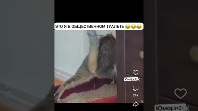 Смешные животное 🤣 Юмор