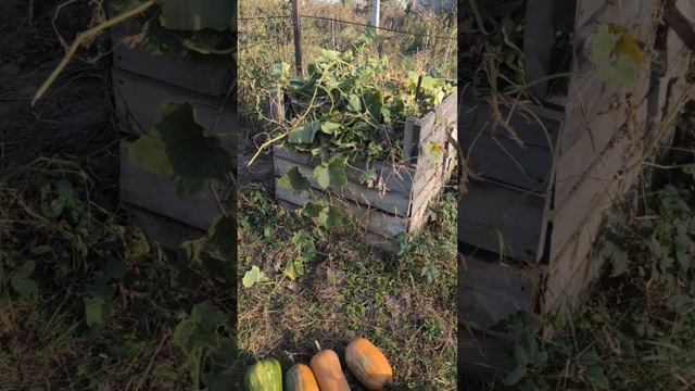 Что дал ленивый огород в этом году и планы на следующий