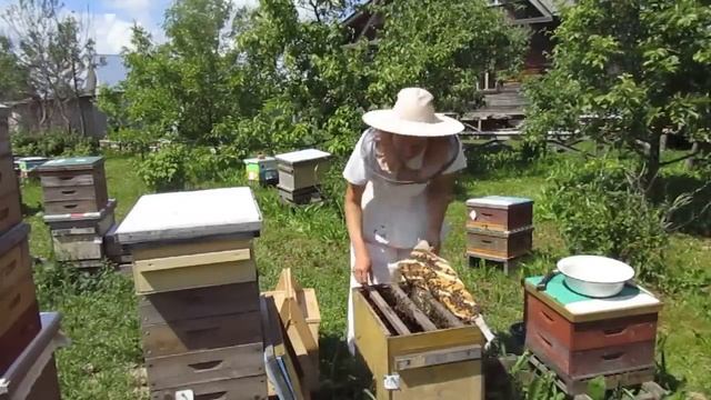 Подсадка матки методом "Налет на матку" смотреть онлайн