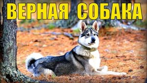 0767 - СОБАКА СПАСЛА ЧЕЛОВЕКА от МЕДВЕДЯ - САМЫЙ ВЕРНЫЙ ДРУГ ЖИЗНЬ В ТАЙГЕ ОХОТА НА СОБОЛЯ В ЛЕСУ С