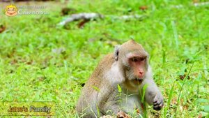 Jane's new born baby will be smart like Janet cuz Jane get a lot of nutrition from worms,