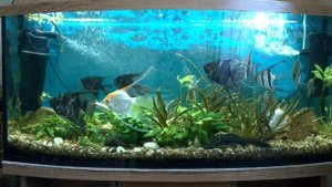 Аквариум со скаляриями