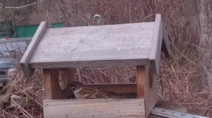 Гости Нашей Кормушки