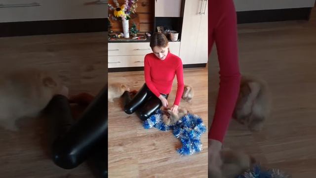 померанский шпиц мишка. купить шпица .продажа шпицев