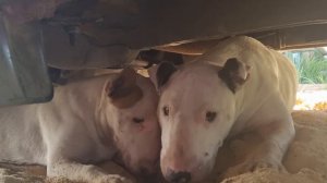 Бригада лохматых автомехаников