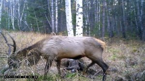 Изюбрь на солонце после "рева"