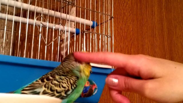 попугая чешут как собаку смотреть онлайн