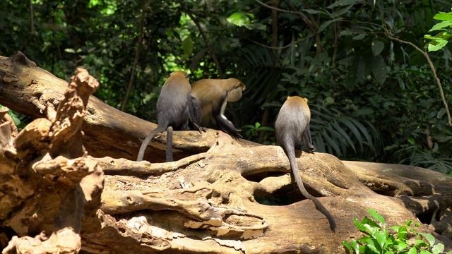 Ghana Wildlife