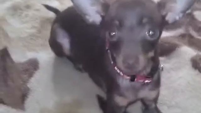 Видео про мою собаку порода (тойтерьер) смотреть онлайн