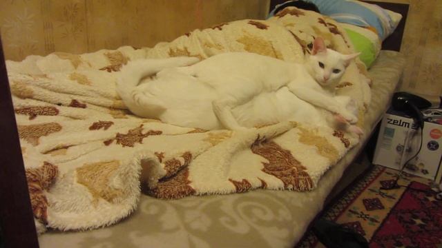 Коты обнимаются