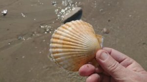 ДАРЫ ЯПОНСКОГО МОРЯ. Прогулка с щенком Русского спаниеля.