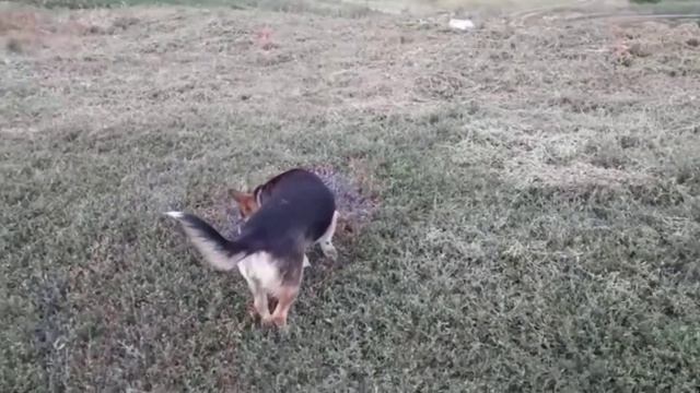 пушистая собака Дина🐶 пёсик в деревне🐶🐕🌼