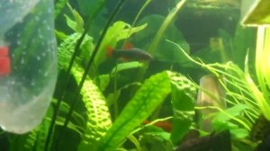 АКВАРИУМ без УДО и СО2