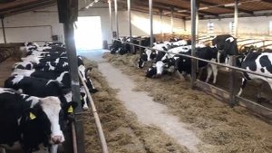 Продажа племенных нетелей молочного направления КРС