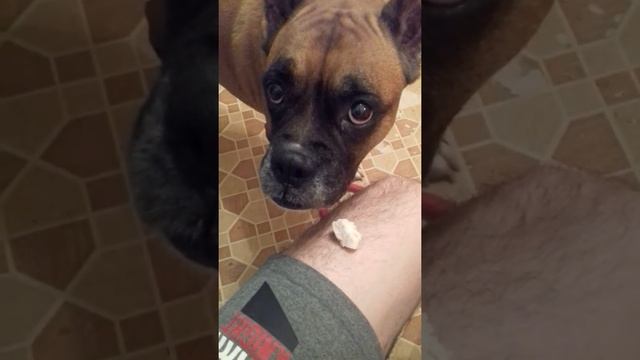 Самая умная! Самая лучшая собака была! смотреть онлайн